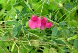 Lathyrus tuberosus. Цветки, плоды, листья. Ярославская обл., Мышкинский р-н, дер. Кокошилово, пойма р. Ломиха. 25.07.2012.