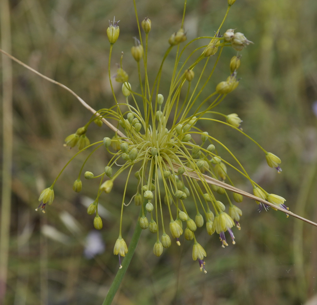 Изображение особи Allium flavum.