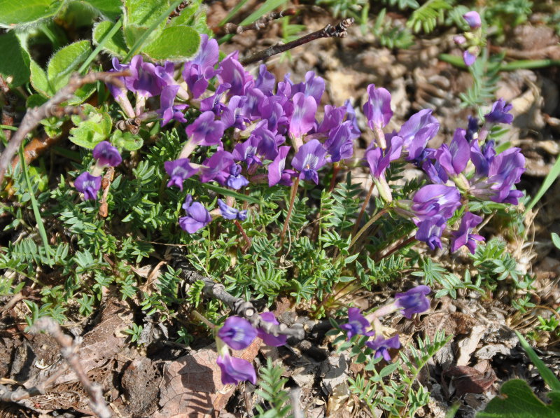 Image of Oxytropis revoluta specimen.