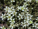 Minuartia inamoena