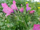 Echium plantagineum