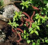 Salix kazbekensis. Ветка кустарника с созревающими соплодями. Карачаево-Черкесия, Архыз, долина р. Псыш, каменистый берег реки, 1820 м н.у.м. 13.06.2014.