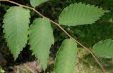 Zelkova serrata