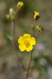 Potentilla virgata