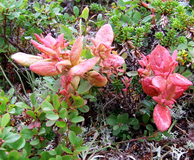 Image of Vaccinium uliginosum ssp. microphyllum specimen.