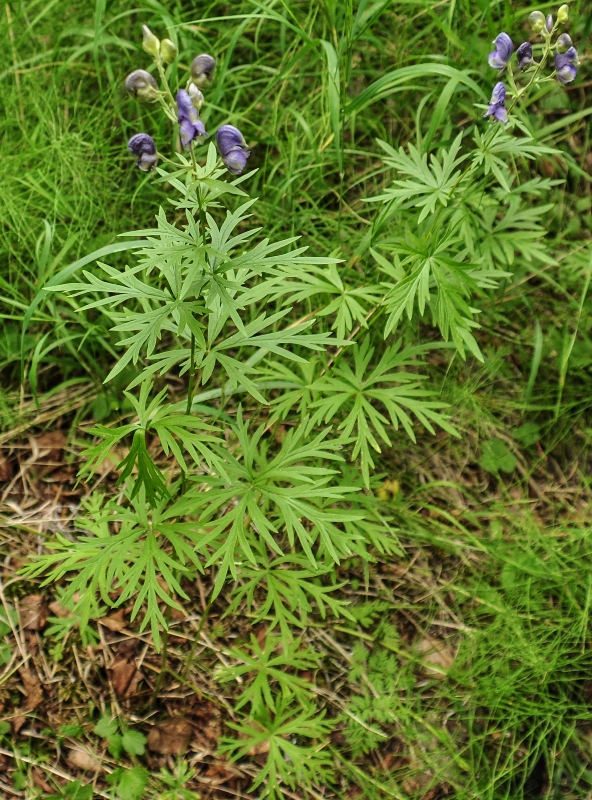 Изображение особи Aconitum ambiguum.