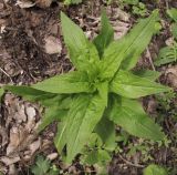 Hesperis matronalis. Верхушка вегетирующего растения (вид сверху). Краснодарский край, м/о г. Новороссийск, гора Рябкова, дубово-буково-грабовый лес, вблизи русла обмелевшего горного ручья. 20.04.2015.