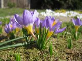 Crocus sieberi ssp. sublimis