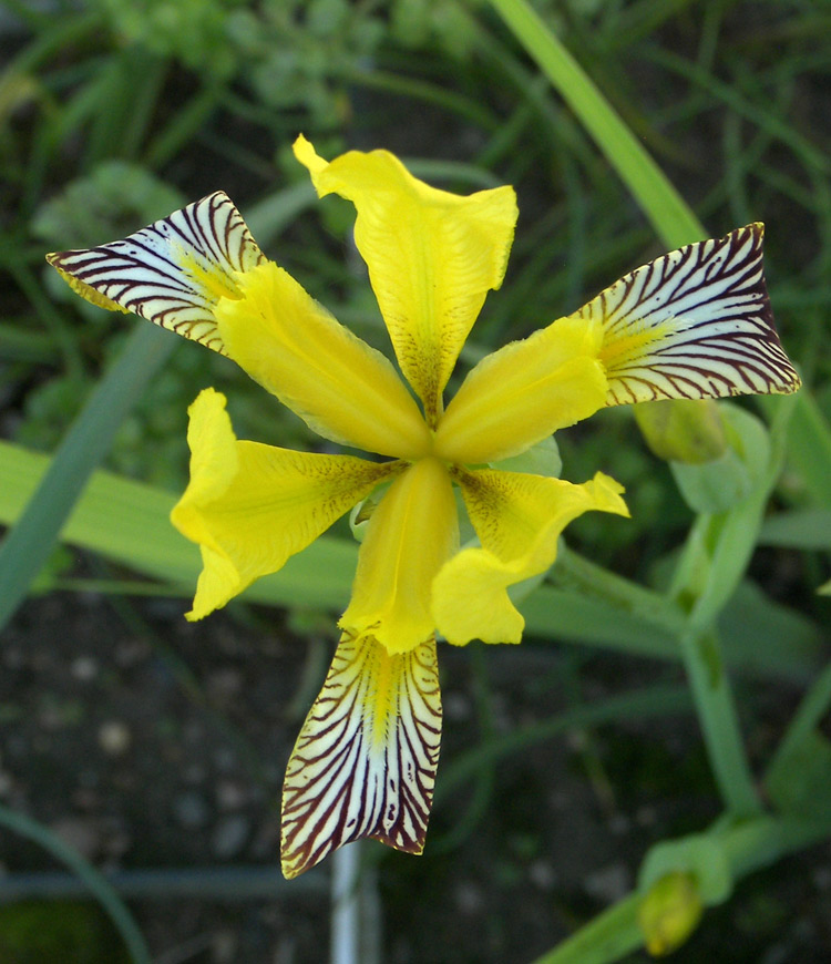 Изображение особи Iris variegata.