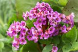 Bergenia crassifolia. Соцветие. Санкт-Петербург, Старый Петергоф, парк \"Сергиевка\", газон около административного корпуса. 16.05.2015.