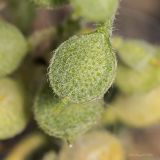 Alyssum hirsutum