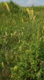 Agrimonia eupatoria ssp. grandis