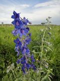 Delphinium cheilanthum