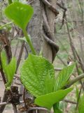 Schisandra chinensis