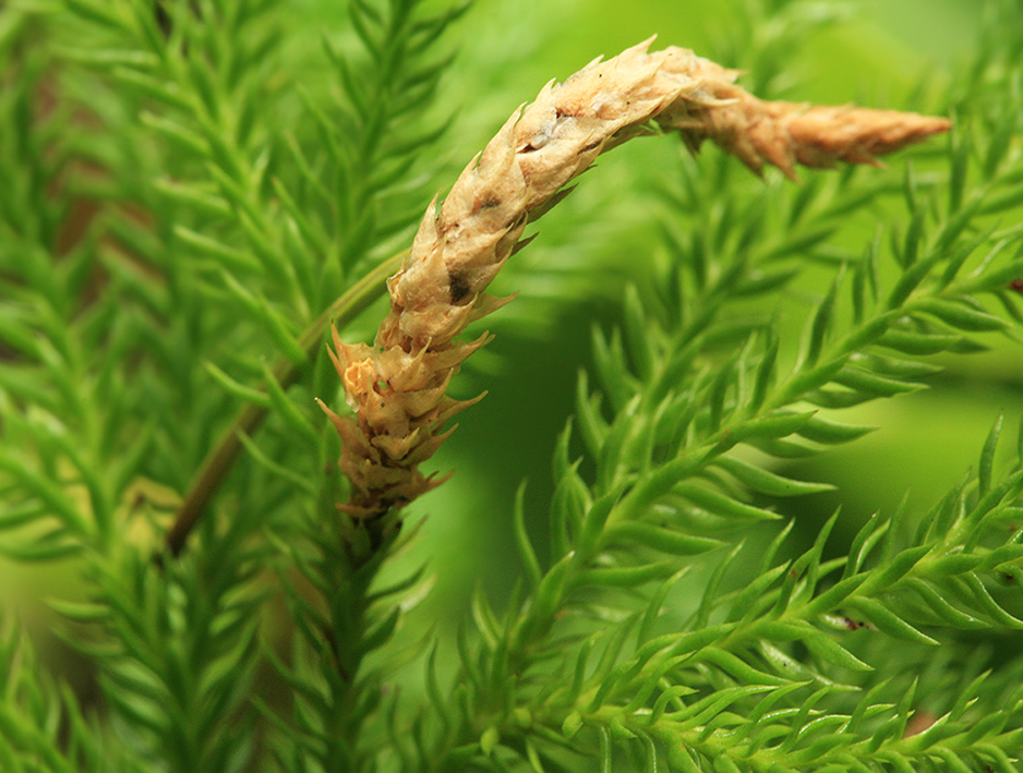 Изображение особи Lycopodium juniperoideum.