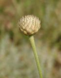 Cephalaria uralensis