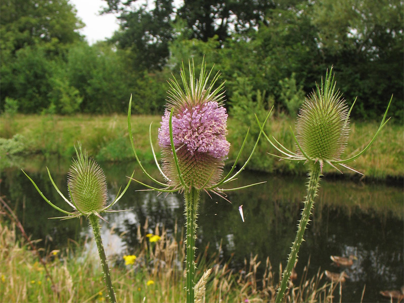 Изображение особи Dipsacus fullonum.