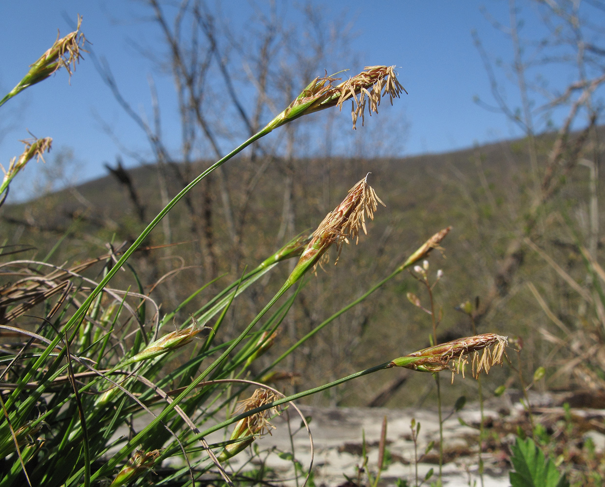 Изображение особи Carex halleriana.