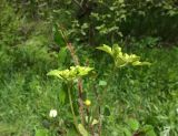 Chrysosplenium woroschilovii