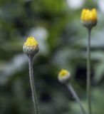 Anthemis tinctoria