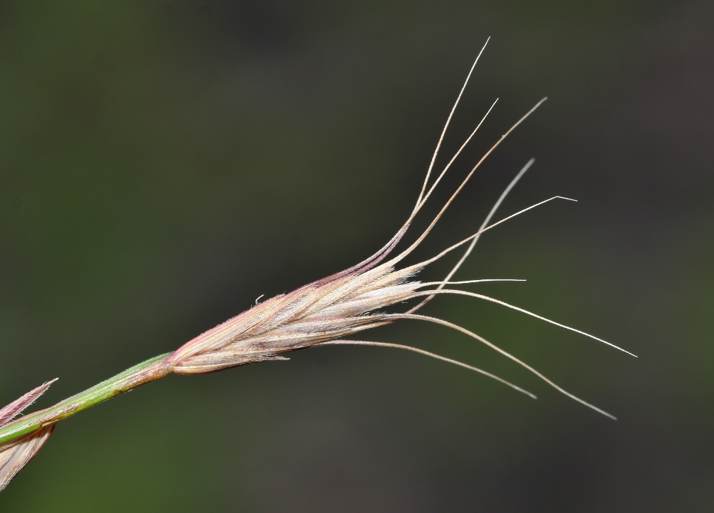 Изображение особи Elymus ciliaris.