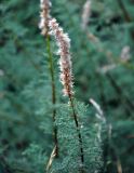 Myricaria bracteata