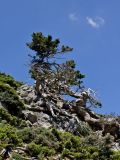 Cupressus sempervirens