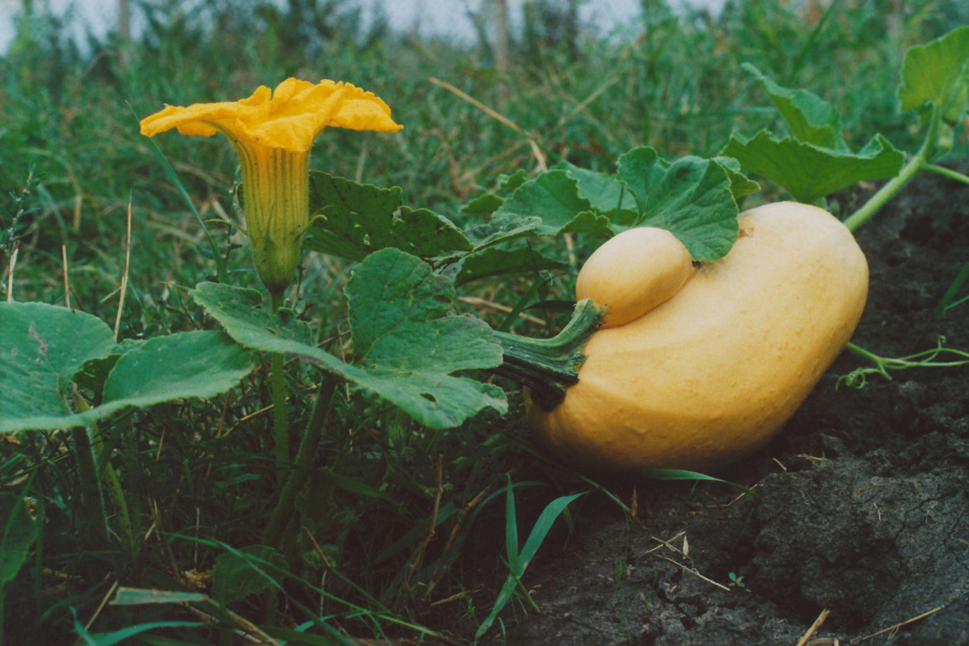 Изображение особи Cucurbita pepo.