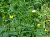 Dianthus compactus. Верхушки растений с распускающимися соцветиями. Украина, Львовская обл., Сколевский р-н, национальный природный парк \"Сколевские Бескиды\", окр. с. Каменка, горный луг. 11.06.2018.