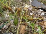 Cucumis sativus. Часть растения с незрелыми и созревающими плодами. Томск, городская свалка. 14.09.2014.