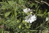 Malva moschata