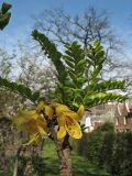 Sophora microphylla