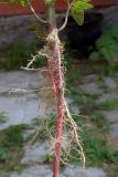 Amaranthus retroflexus. Прикорневая часть растения и корень. Республика Адыгея, г. Майкоп, сорное на огороде. 26.07.2020.