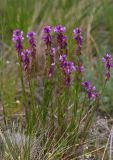 Polygala hybrida