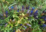 Gentiana septemfida