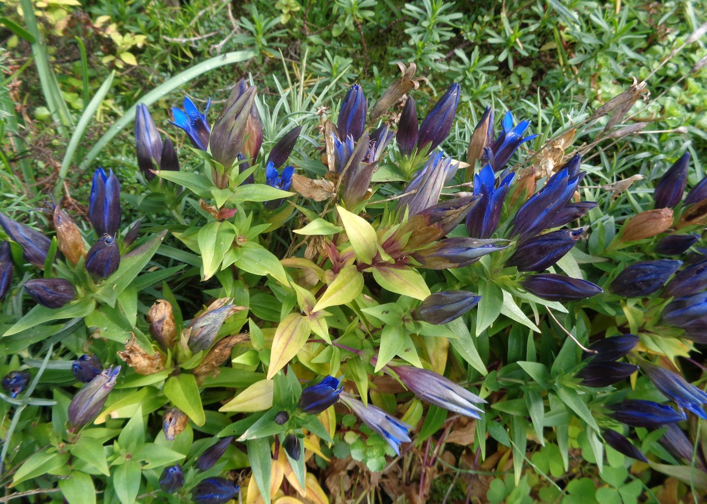 Изображение особи Gentiana septemfida.