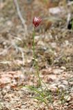 Allium inconspicuum