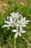 Ornithogalum navaschinii