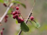 Cotoneaster multiflorus