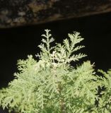 Artemisia stechmanniana