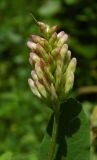 Astragalus glycyphyllos. Бутонизирующее соцветие. Республика Адыгея, г. Майкоп, южная окраина, водораздельный хр. Нагиеж-Уашх, между обрывом к р. Белая и кустарниковыми зарослями, у тропинки. 11.06.2022.