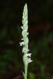 Spiranthes spiralis