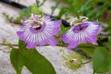 Passiflora foetida