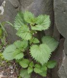 Urtica pilulifera