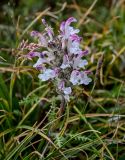 Pedicularis cheilanthifolia. Верхушка побега с соцветием. Киргизия, Ошская обл., Памир, Заалайский хр., долина руч. Разведывательный, ур. Луковая Поляна, ≈ 3800 м н.у.м., альпийский луг. 06.07.2022.