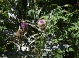 genus Cirsium