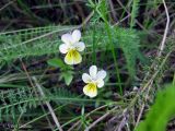 Viola tricolor