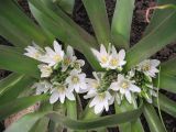 Ornithogalum lanceolatum