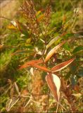 Nandina domestica