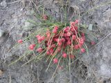 Ephedra distachya